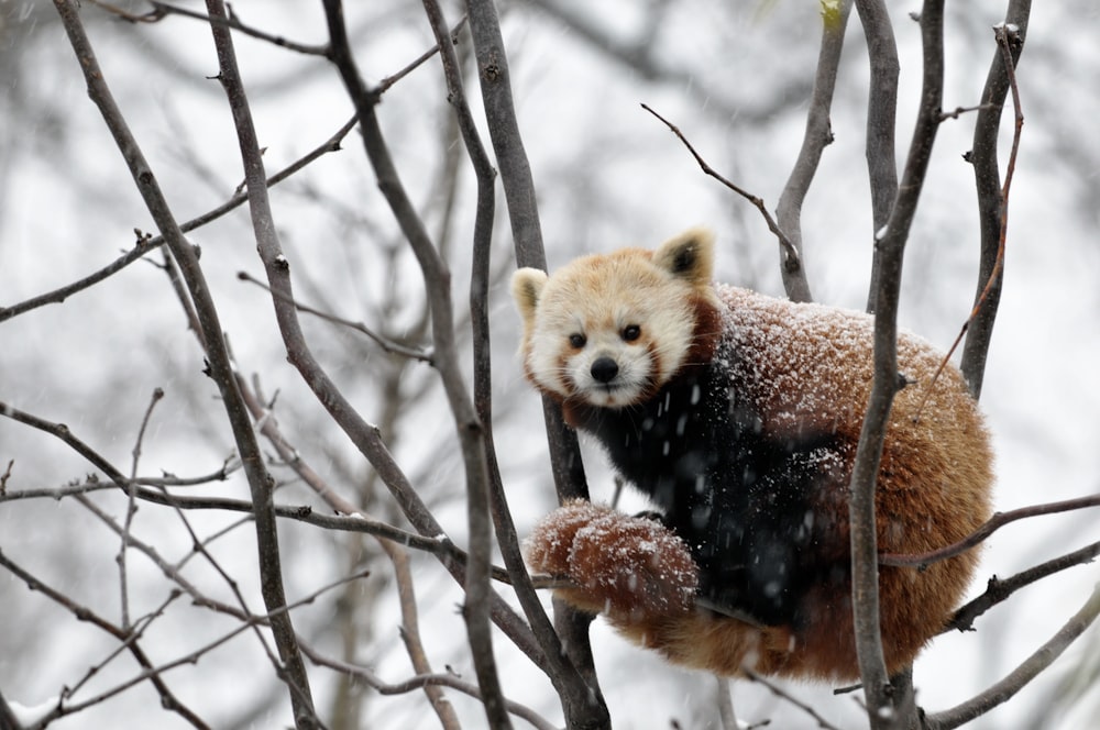 panda rojo