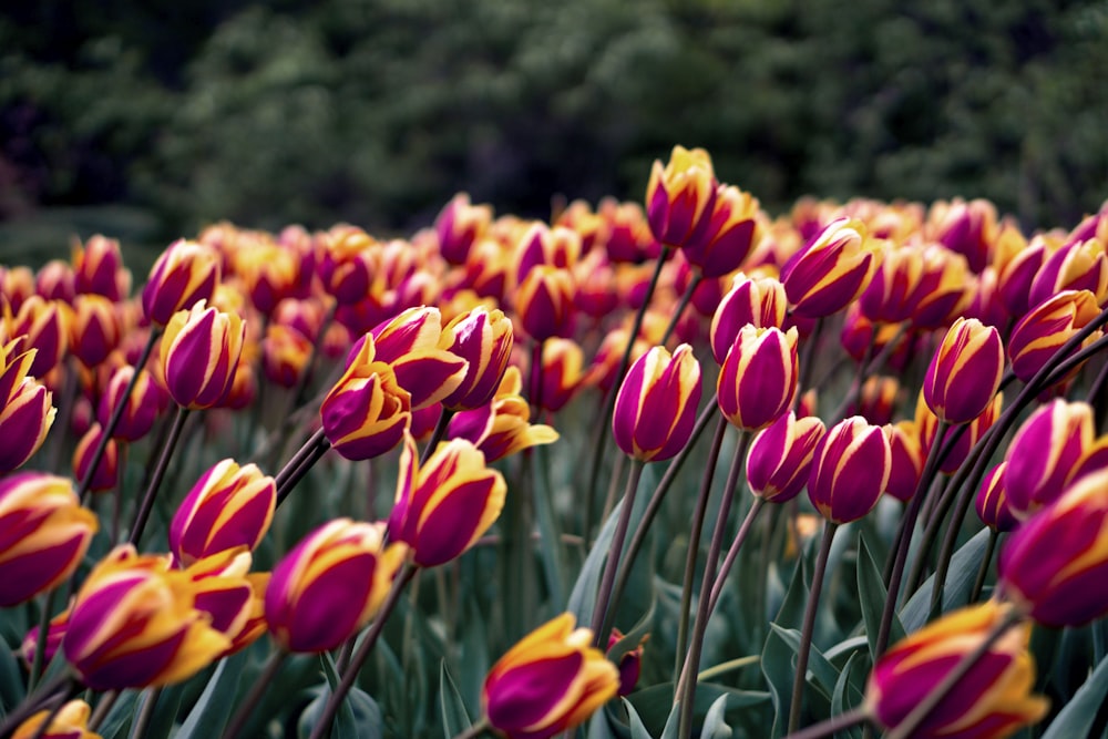 red-and-yellow tulips