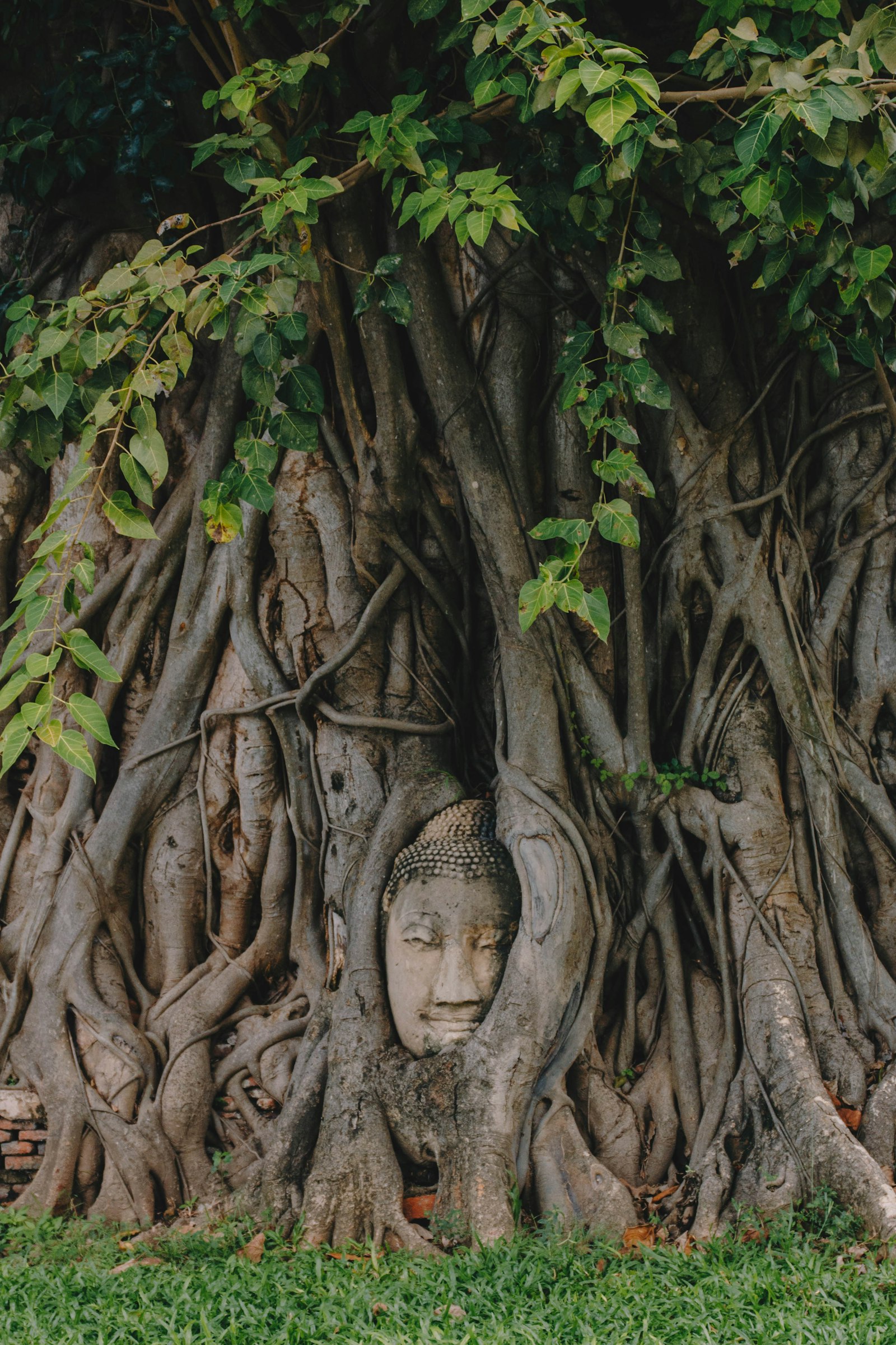 Canon EOS 700D (EOS Rebel T5i / EOS Kiss X7i) + Canon EF 24-70mm F4L IS USM sample photo. Buddha's head on tree photography