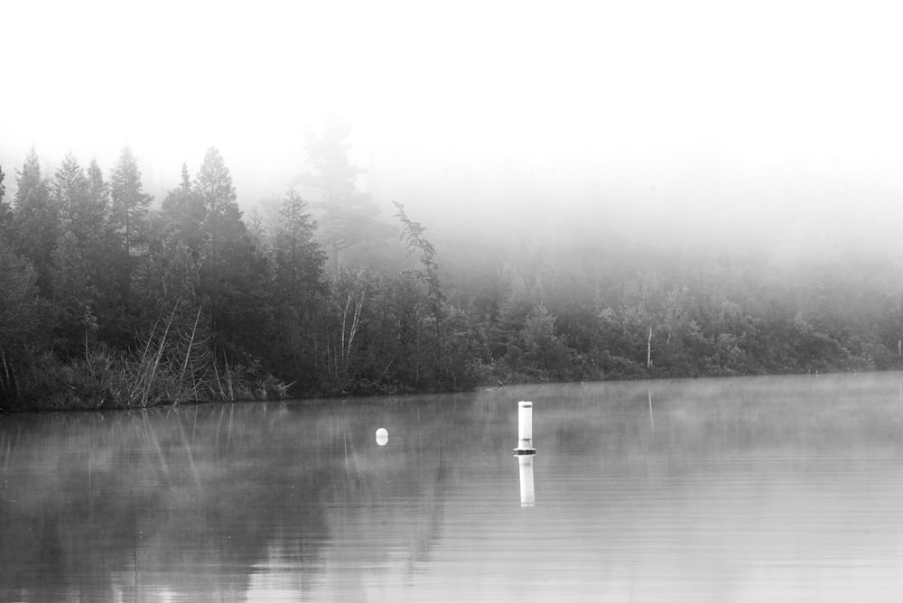 grayscale photography of calm body of water
