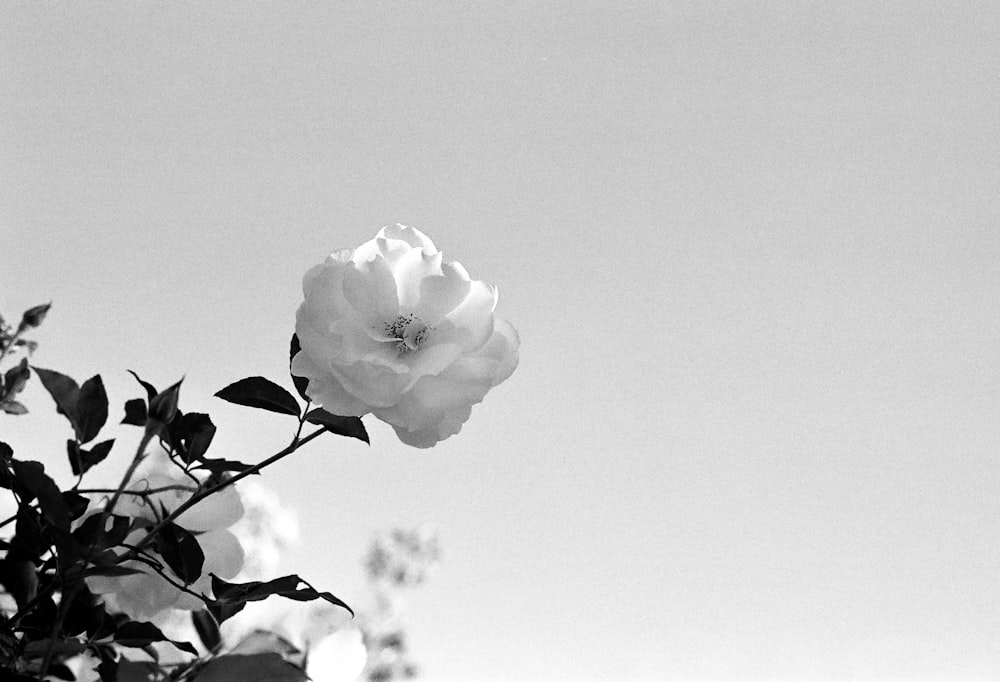 white petaled flower close-up photography