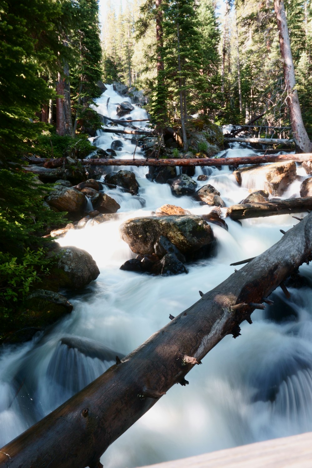 water flowing on forest