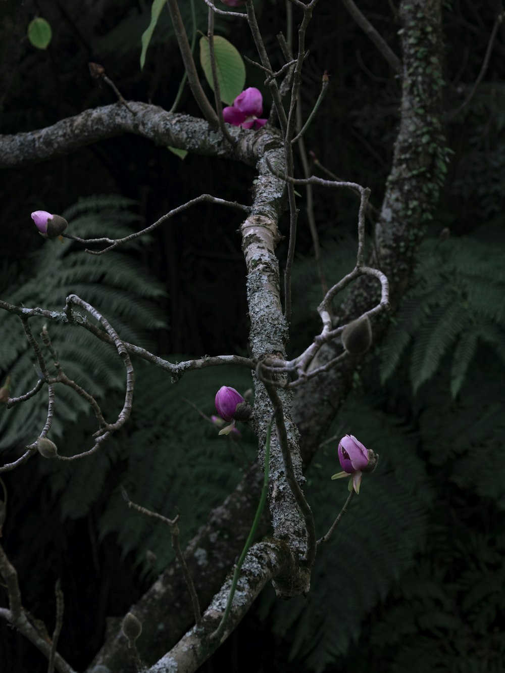 four pink flowers on tree blooming