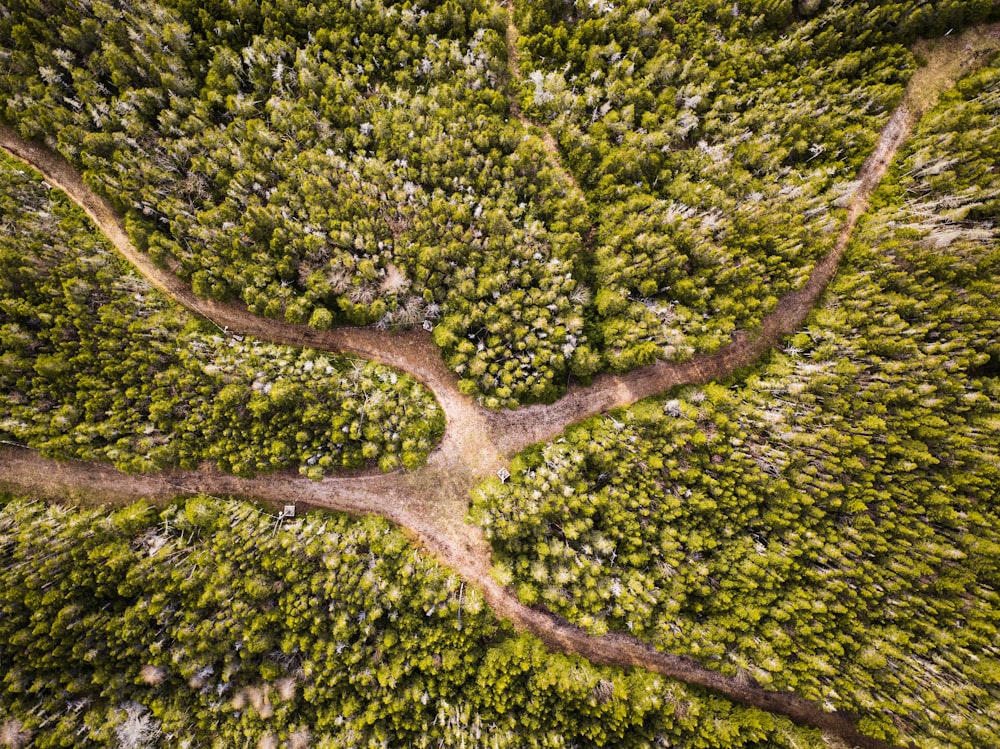 aerial photography of intersecting roads and green trees