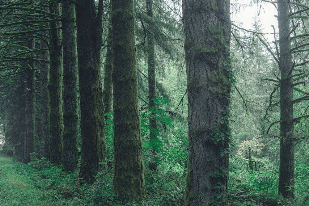 green pine trees