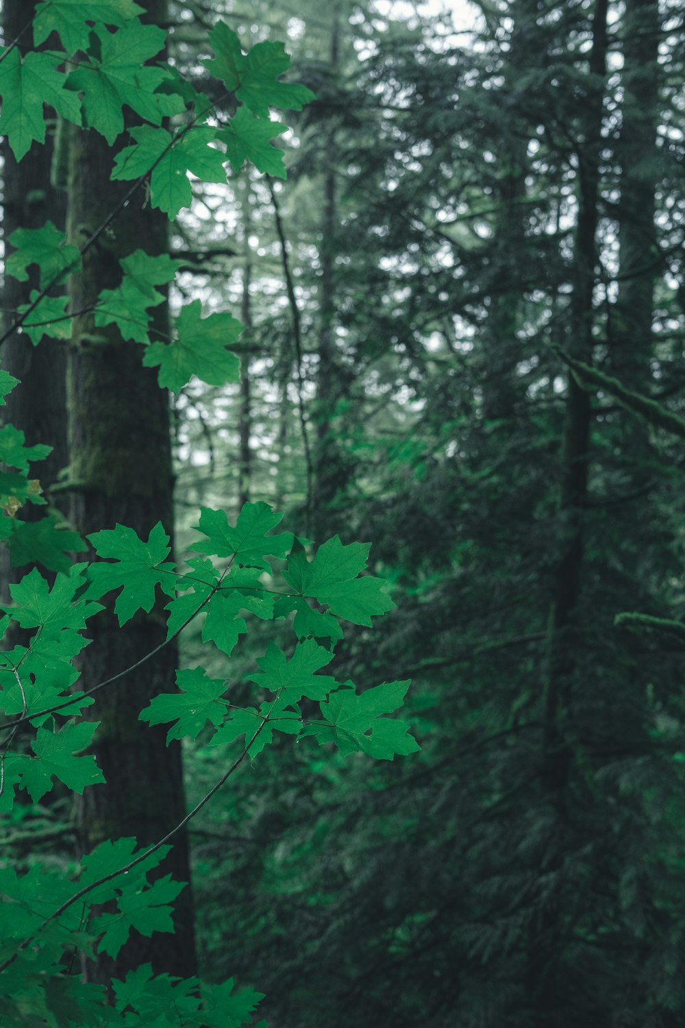 green leafed plant