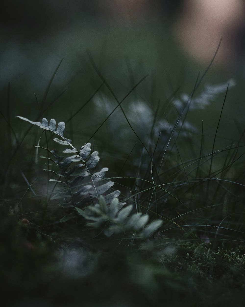 green fern plant