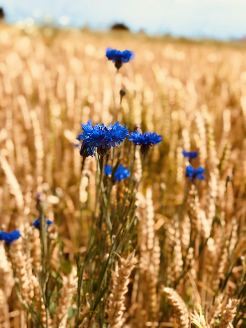 blue flowers