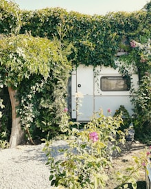 A white caravan is covered in lush, green ivy and surrounded by flowering plants. Tall pink and white roses bloom in the foreground, while a gravel path leads up to the caravan door. Sunlight filters through the leaves, creating a serene, natural setting.