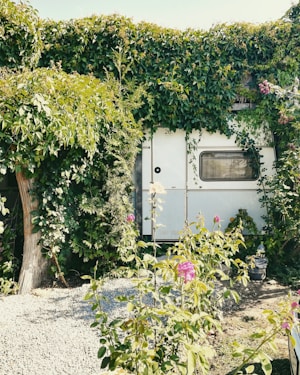 A white caravan is covered in lush, green ivy and surrounded by flowering plants. Tall pink and white roses bloom in the foreground, while a gravel path leads up to the caravan door. Sunlight filters through the leaves, creating a serene, natural setting.