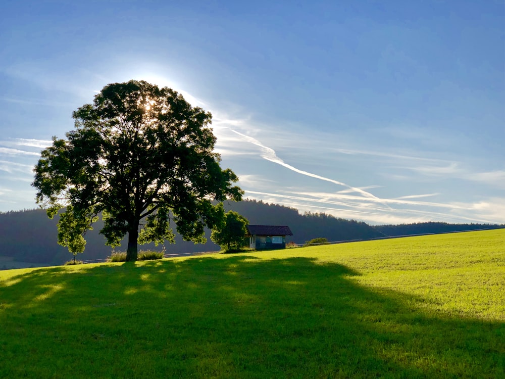 green leaf tree on green grass field during daytime