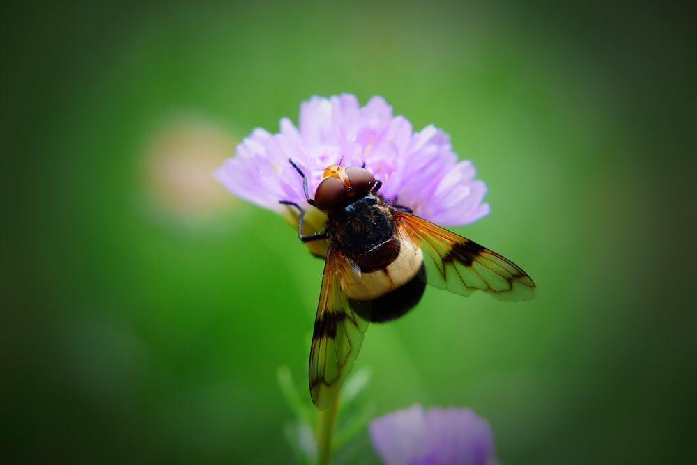 close-up photography of yellow and black bee