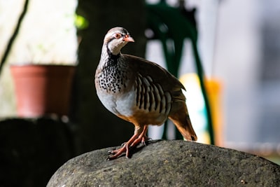 brown and gray bird partridge zoom background