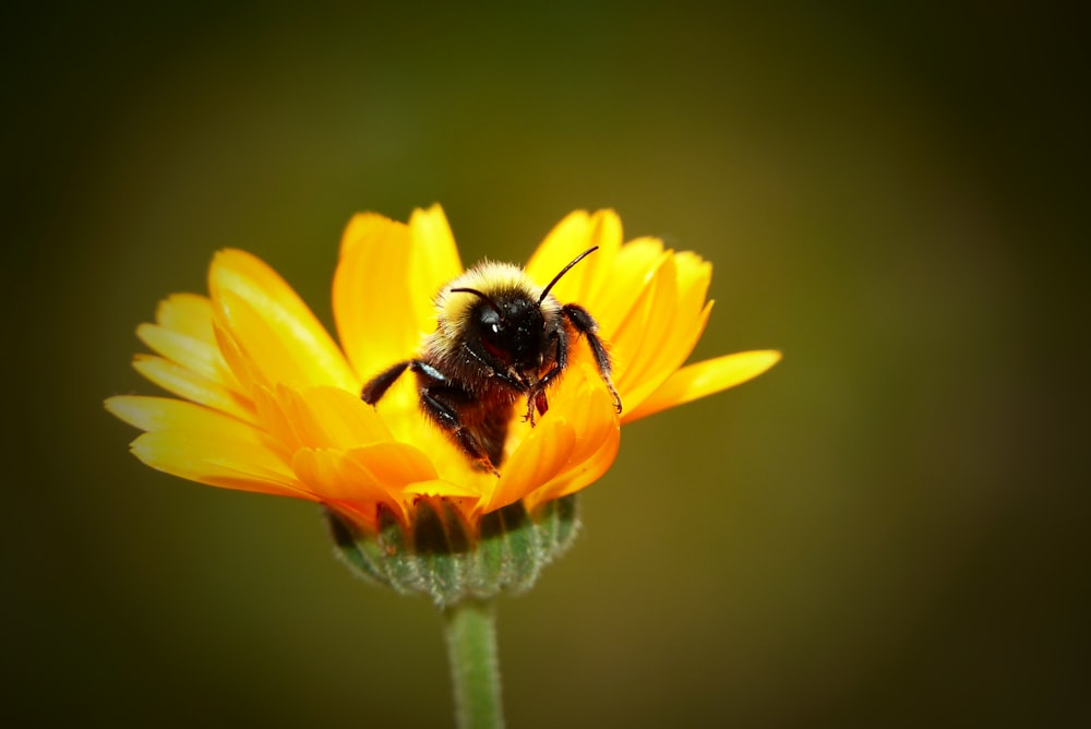 close-up photo of yellow bee on yellow petaled flower