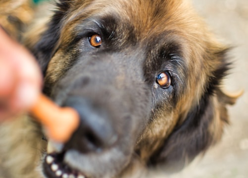 A close-up of a large dog's face with a brown and black fur pattern, looking intently at a hand holding a treat in front of its nose. The dog's eyes are focused, and there is a sense of anticipation.