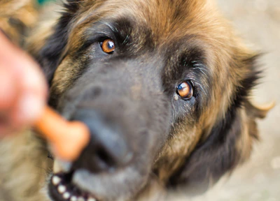 Close-up of Marcus sniffing a natural, grain-free dog treat with a wagging tail.