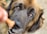 A close-up of a large dog's face with a brown and black fur pattern, looking intently at a hand holding a treat in front of its nose. The dog's eyes are focused, and there is a sense of anticipation.