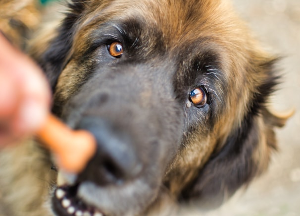 A close-up of a golden retriever eagerly waiting for a treat.