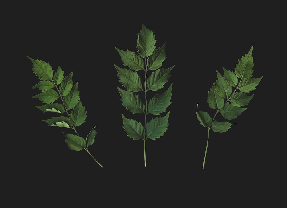 three green leaves