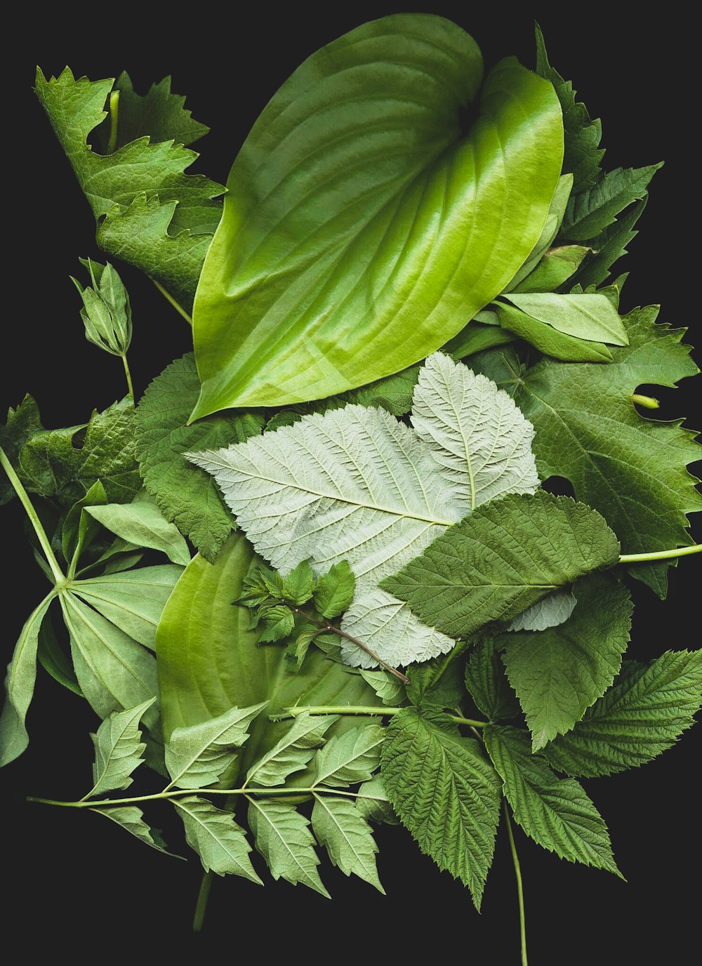 green leaf plants