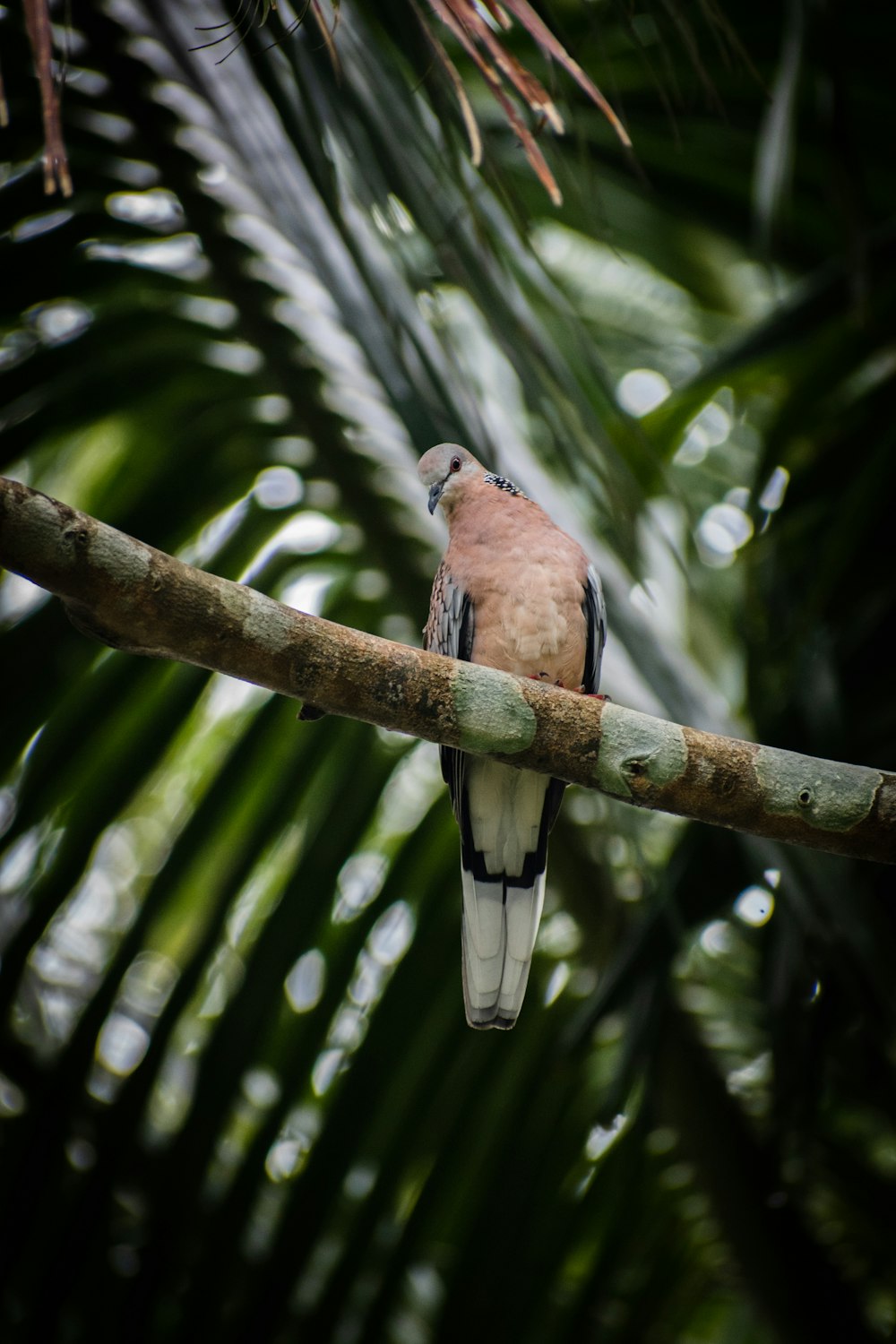 oiseau brun récupéré sur une branche d’arbre