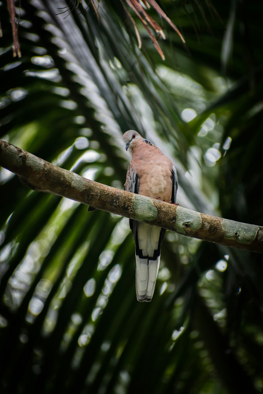 brown bird fetched on tree branch