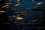 underwater photo of school of fish