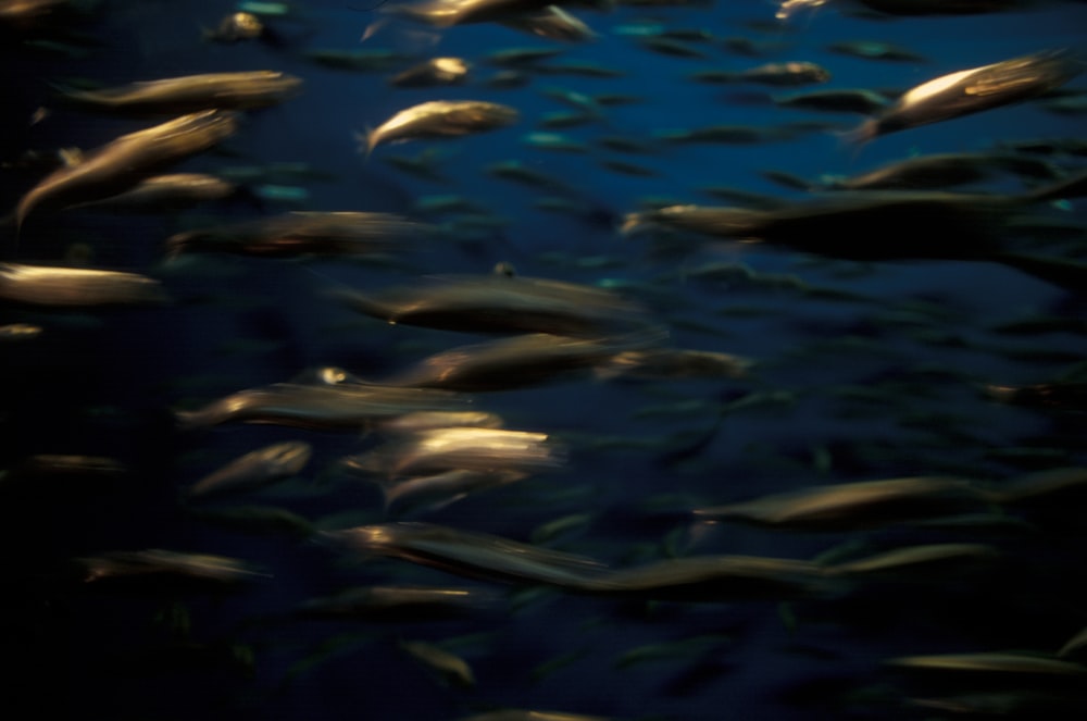 foto subacquea di un banco di pesci