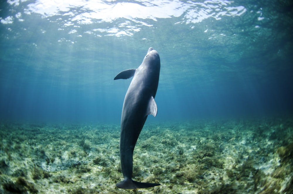 Delfin im Körper des Wassers