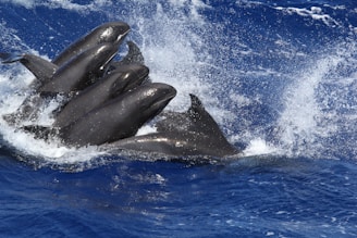 shallow focus photo of dolphins