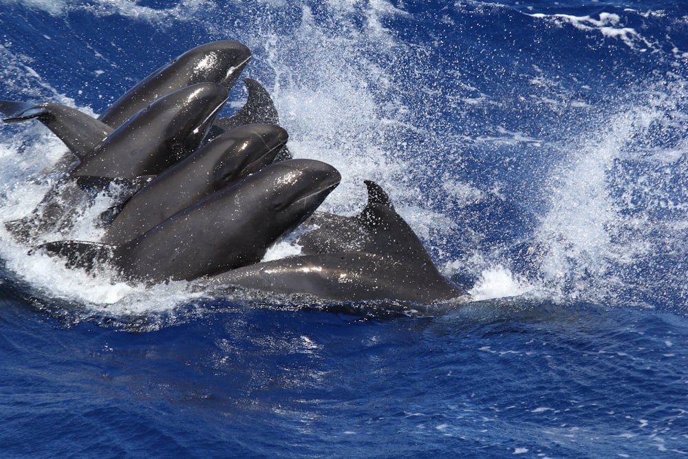 shallow focus photo of dolphins