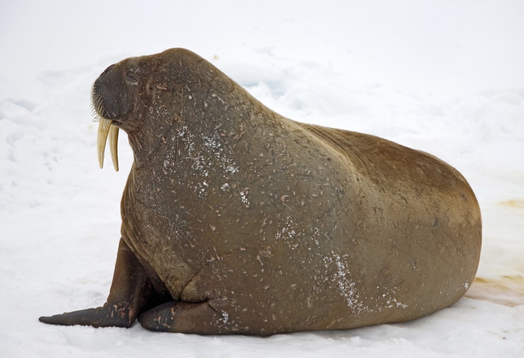  shallow focus photo of seal walrus