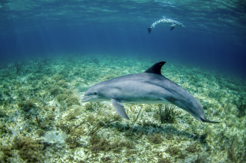 Delfin im Gewässer