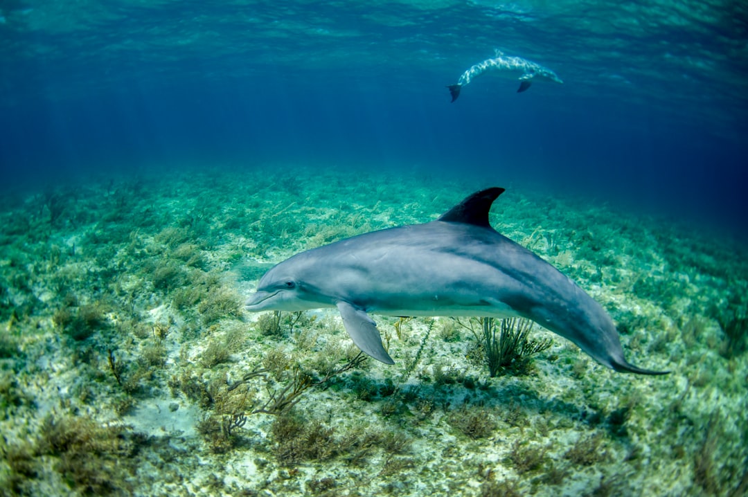  dolphin in body of water dolphin