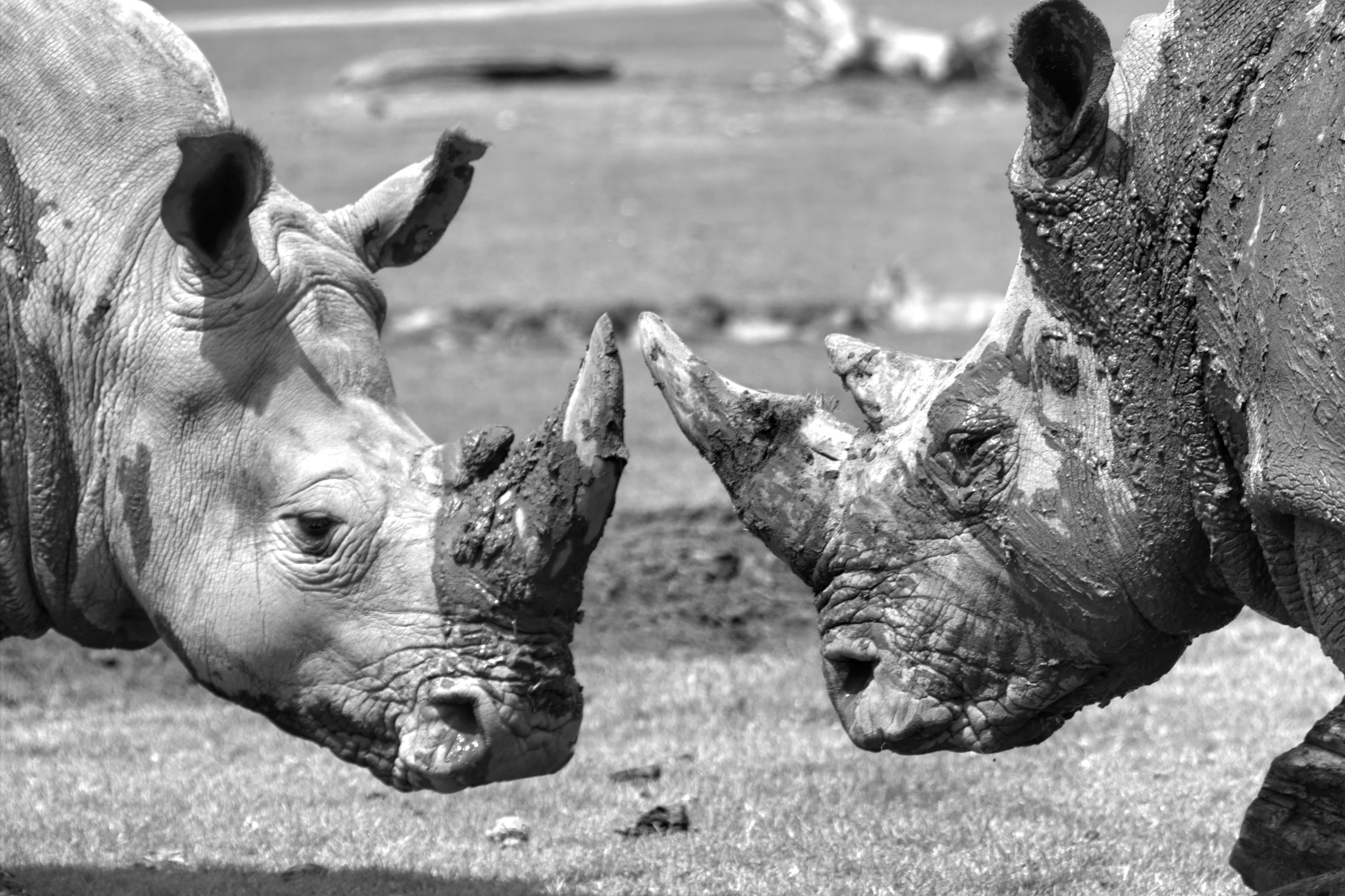 Rhino