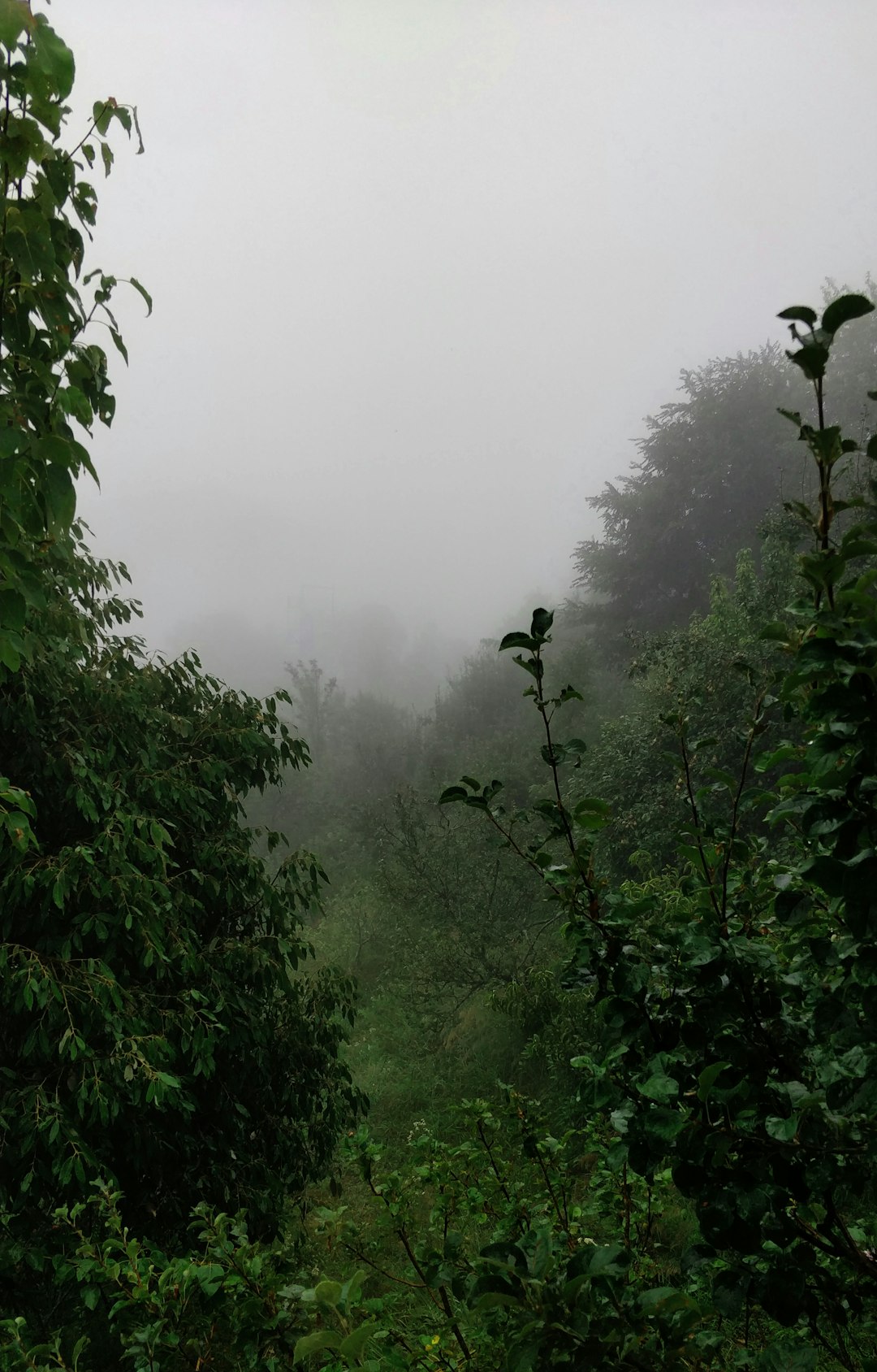 Forest photo spot Bhowali-Ramgarh-Mukteshwar Rd Ranikhet