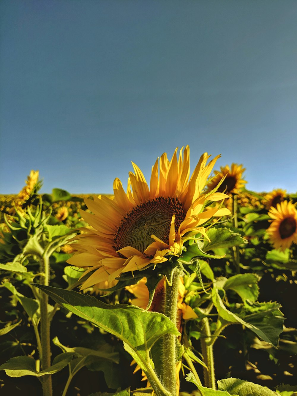 yellow sunflowers