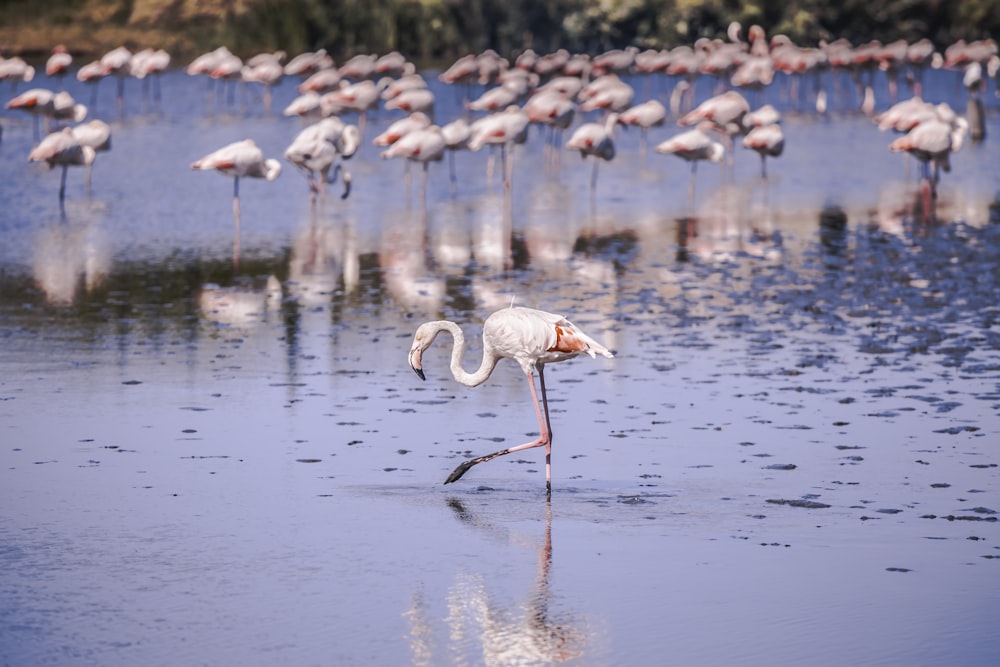 Troupeaux de flamants roses