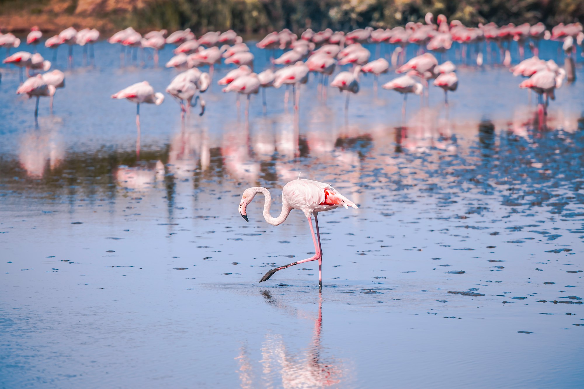 flocks of pink flamingo