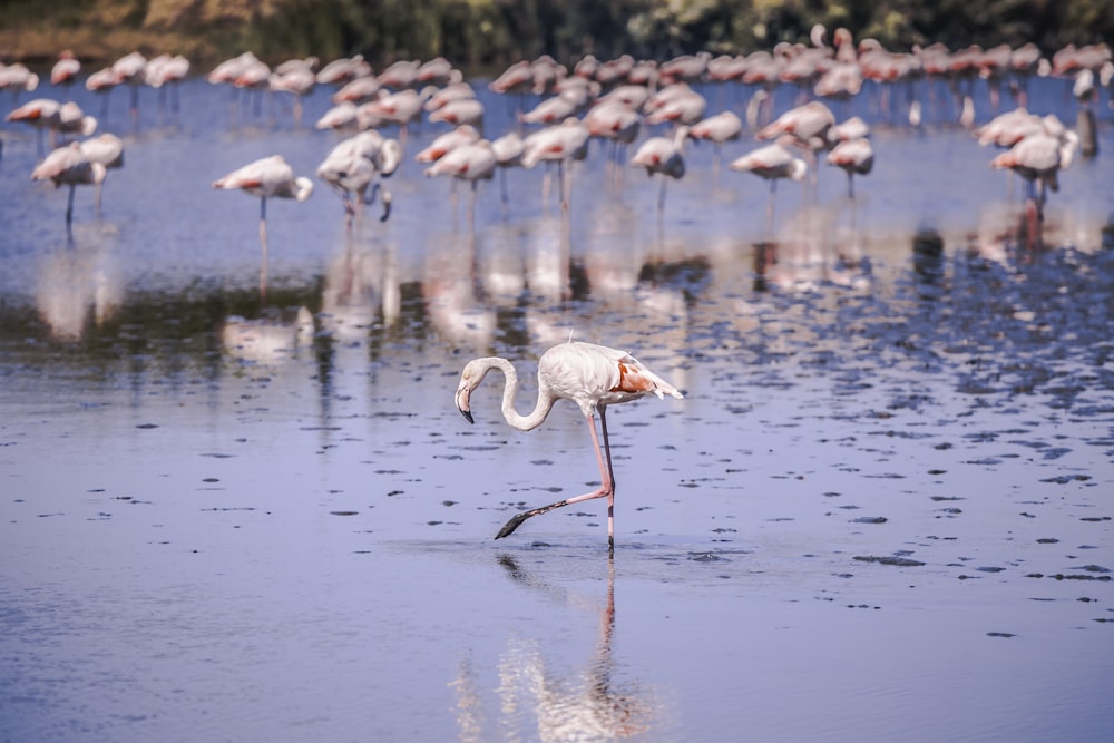 Schwärme von rosa Flamingos