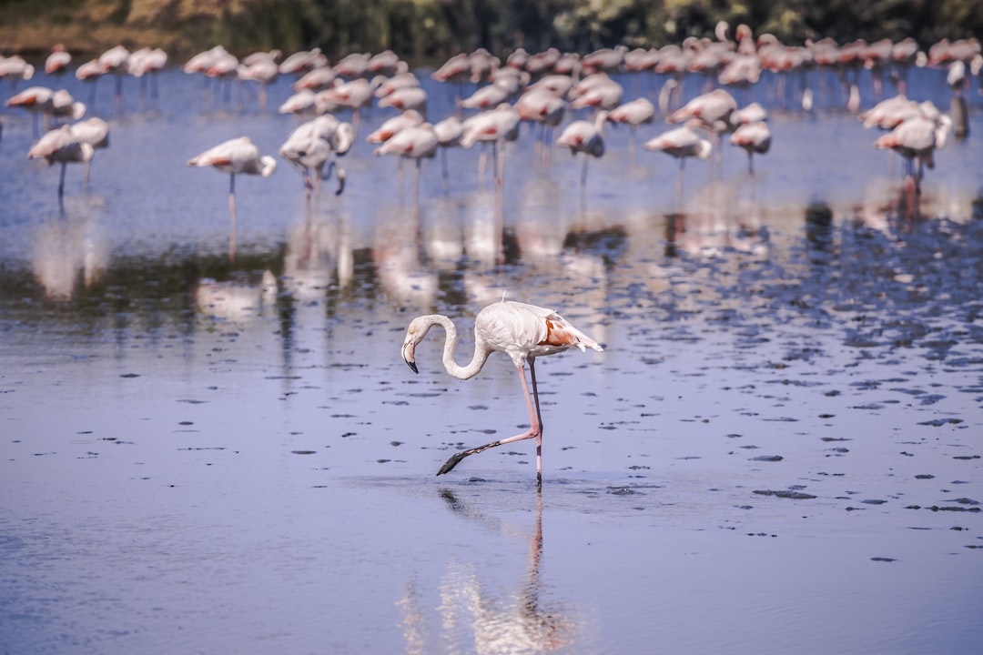 Secrets of the Camargue Delta A Leisurely Boat Adventure - Discover… — Secrets of the Camargue Delta A