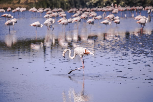 Flamants roses en Camargue