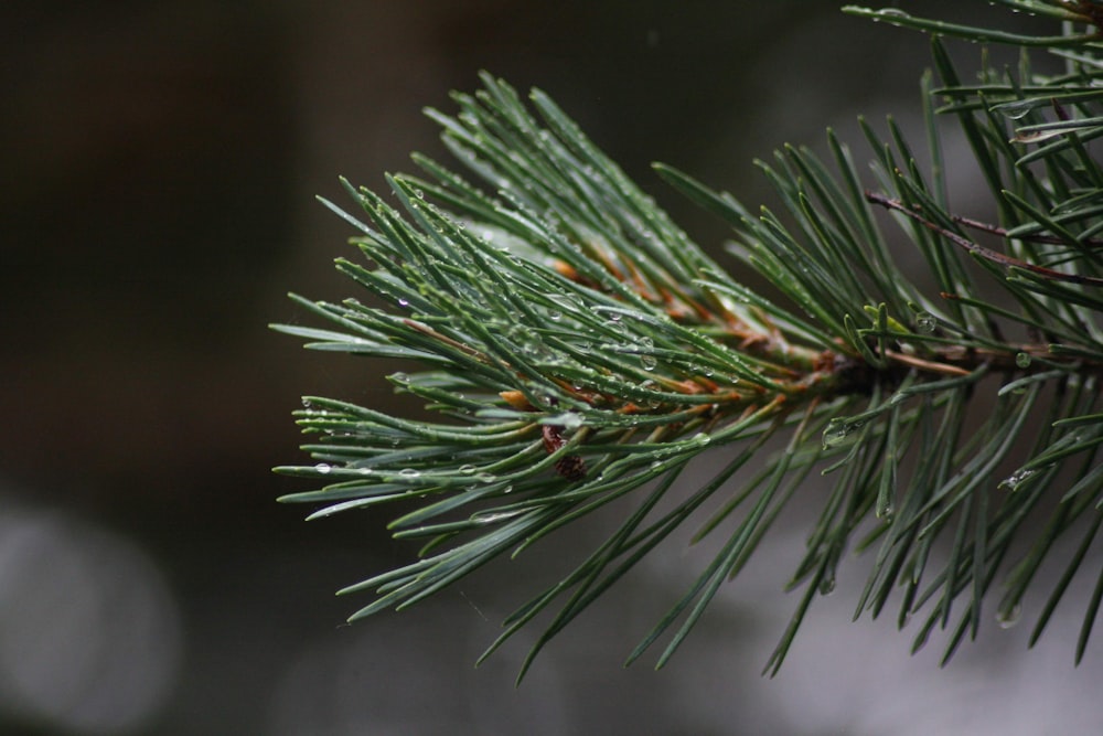 green pine branch
