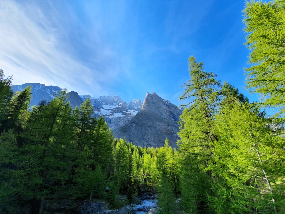 green pine trees