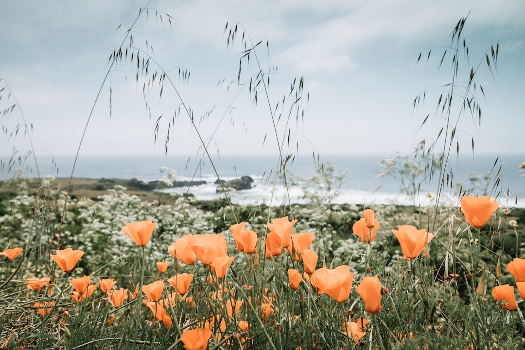 yellow flower field on seashore under white sky