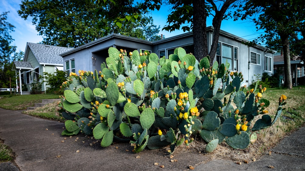 green cacti near gray house