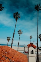 green coconut palm trees