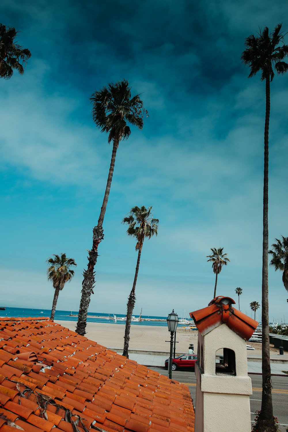 green coconut palm trees