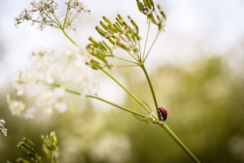 red ladybug perched on white petaled flower selective focus photography