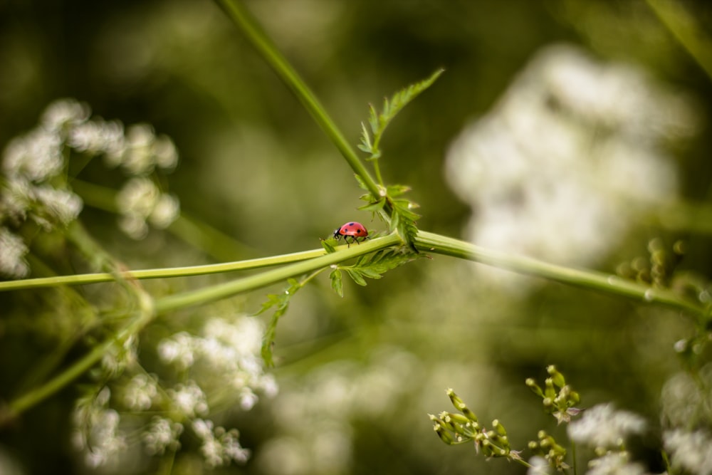 red and black ladybug on twig